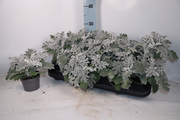 <h4>JACOBAEA MARITIMA</h4>