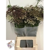 DAUCUS CAROTA DARA