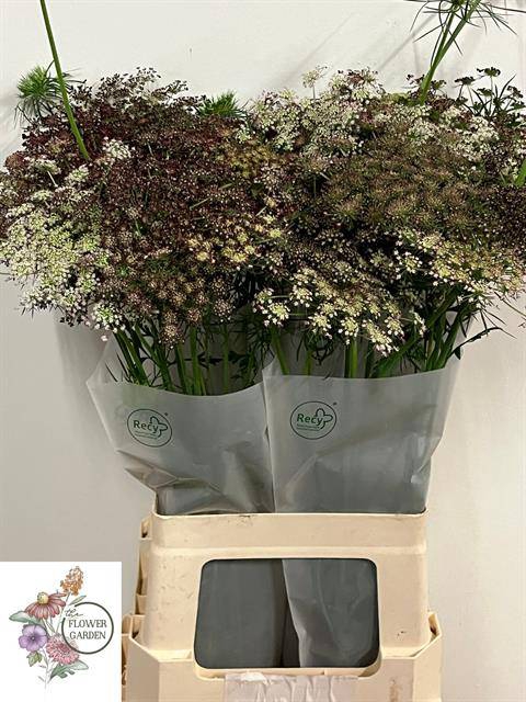 DAUCUS CAROTA DARA