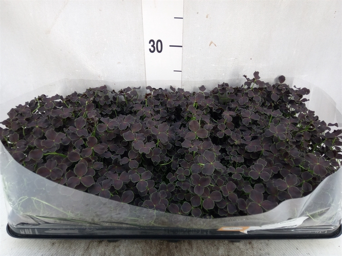 <h4>Trifolium repens 'Dark Debbie'</h4>