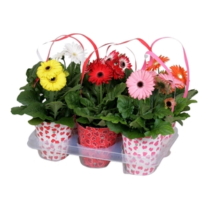 Gerbera gemengd 2+ in draagtas hartjes
