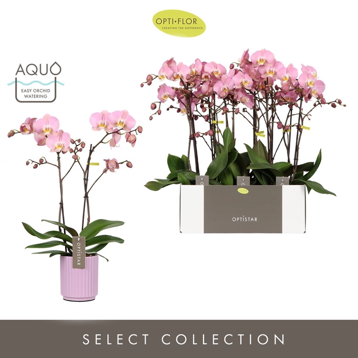 <h4>Phalaenopsis Padova</h4>