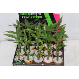 DRACENA LUCKY BAMBOO P06