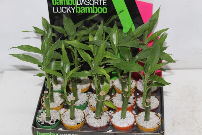 <h4>DRACENA LUCKY BAMBOO P06</h4>