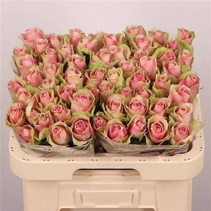 R Gr Belle Rose