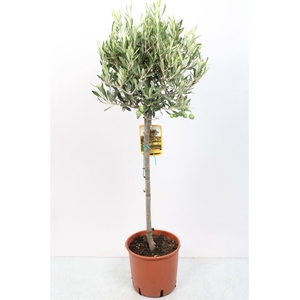 OLEA EUROPAEA