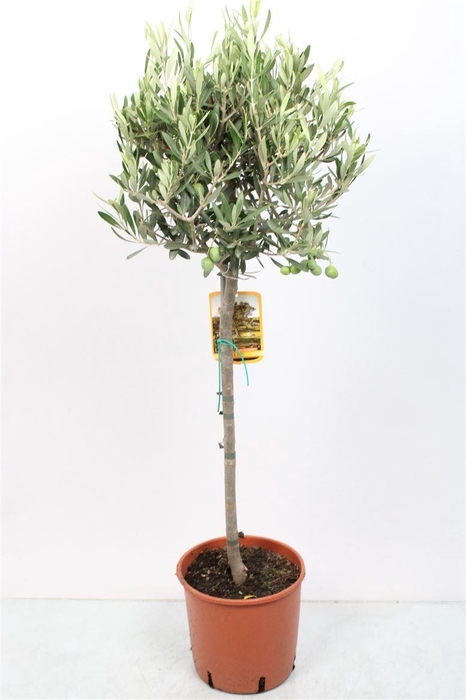 <h4>OLEA EUROPAEA</h4>
