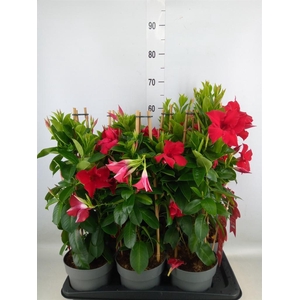 Mandevilla sand. 'SumStar Red'