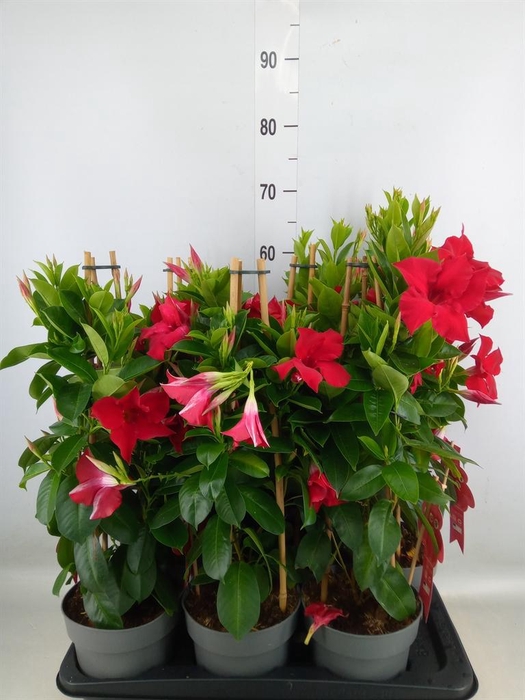 <h4>Mandevilla sand. 'SumStar Red'</h4>