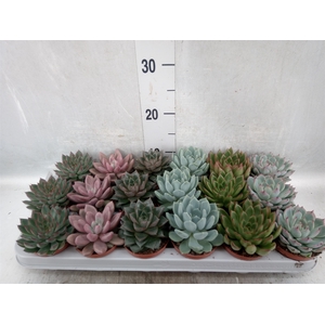 Echeveria   ...mix