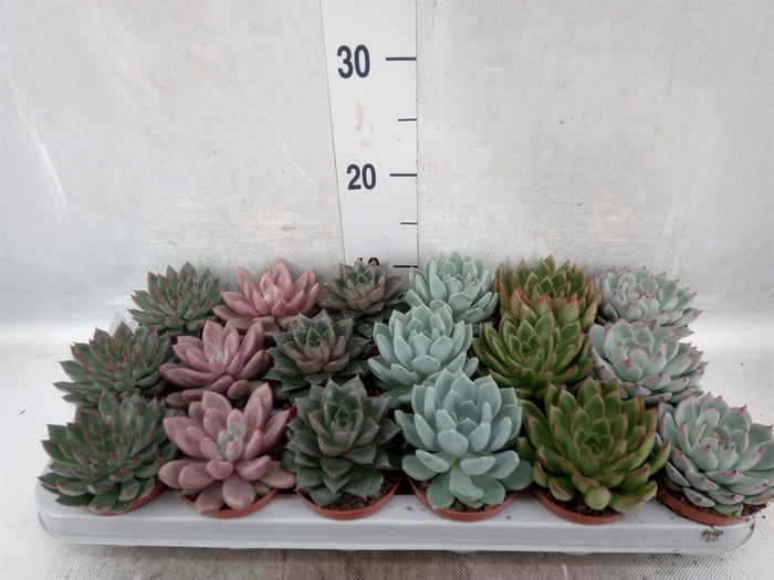 Echeveria   ...mix