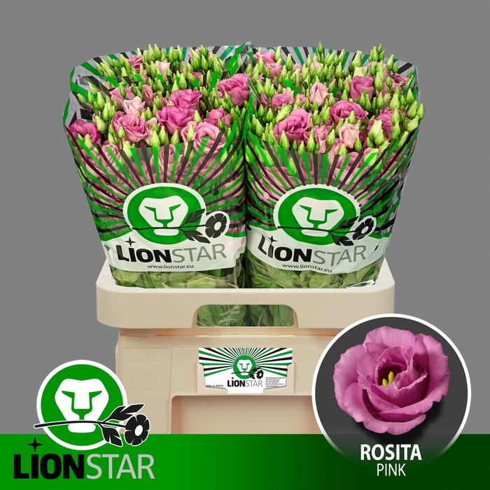 <h4>EUS G ROSI ROSE PINK</h4>