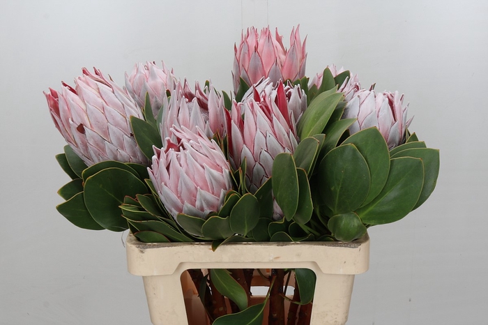 Protea Cynaroides