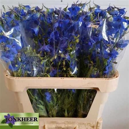 <h4>Delph En Volkerfried</h4>