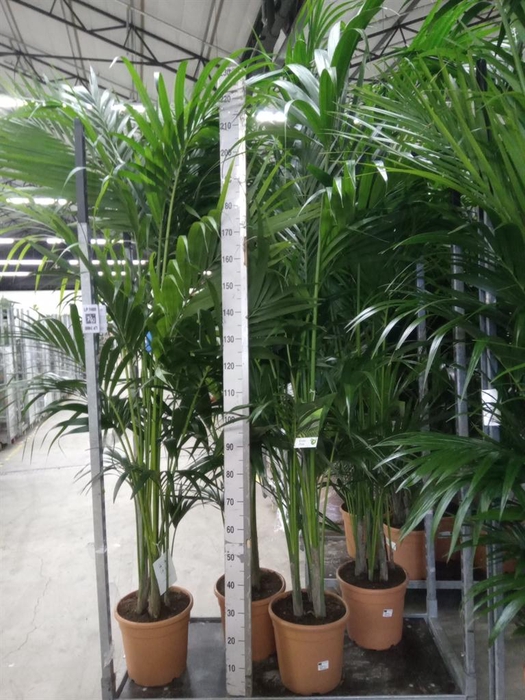 <h4>Howea forsteriana</h4>