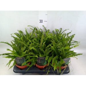 Nephrolepis cord. 'Duffii'