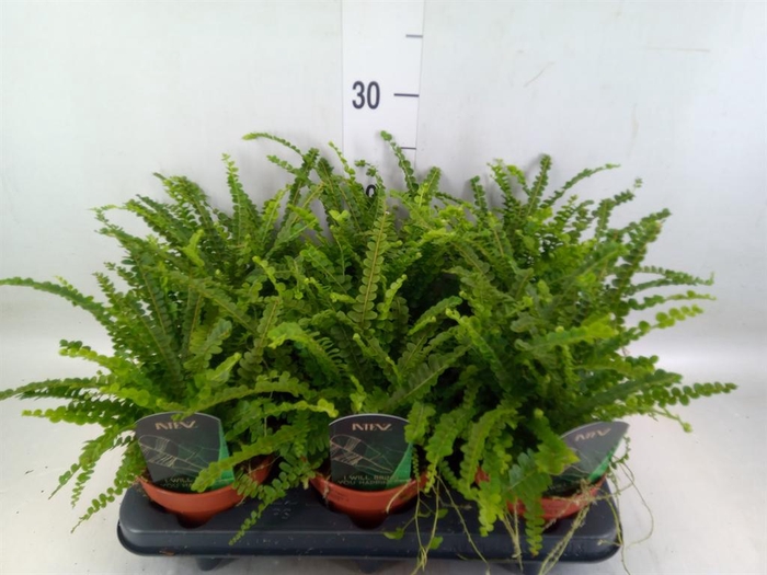 <h4>Nephrolepis cord. 'Duffii'</h4>