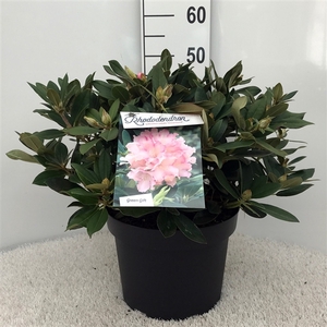 Rhodo. (Y) 'Dreamland' white/light pink