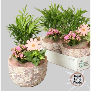 ARR KAMERPLANTEN H%