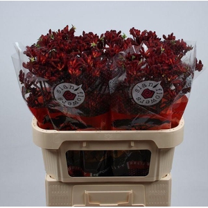 ANIGOZ EARLY SPRING#