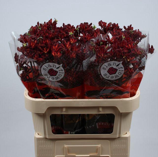 <h4>ANIGOZ EARLY SPRING#</h4>