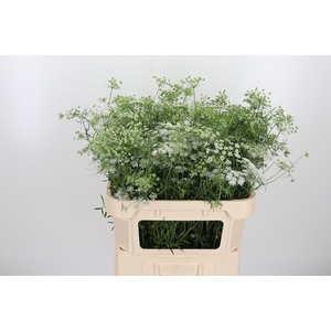 Ammi Majus Dille Wit