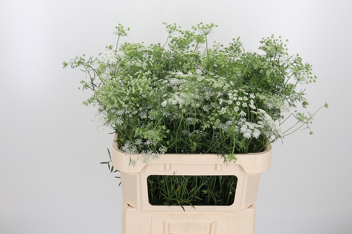 <h4>Ammi Majus Dille Wit</h4>