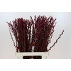 Salix Caprea Snow Flake P. Burgundy