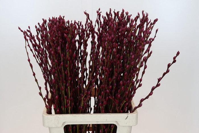 Salix Caprea Snow Flake P. Burgundy