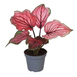 CALADIUM BICOLOR-HYBRID P6