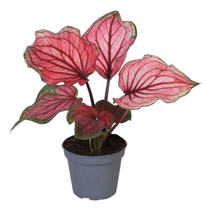 <h4>CALADIUM BICOLOR-HYBRID P6</h4>