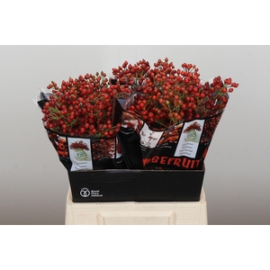 ROSA AUT ROSEFRUITS