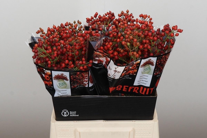 <h4>ROSA AUT ROSEFRUITS</h4>