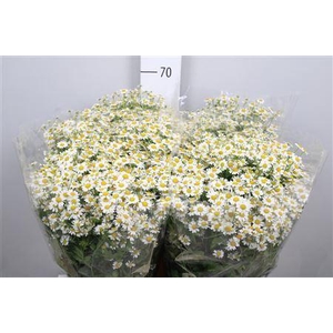 Tanacetum parth. 'Single Vegmo'