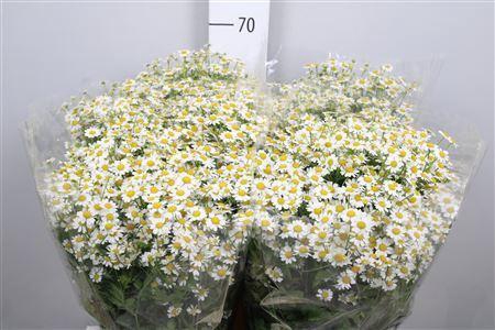 <h4>Tanacetum parth. 'Single Vegmo'</h4>