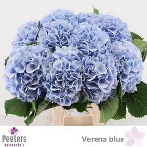 HYDR M CH VERENA BL