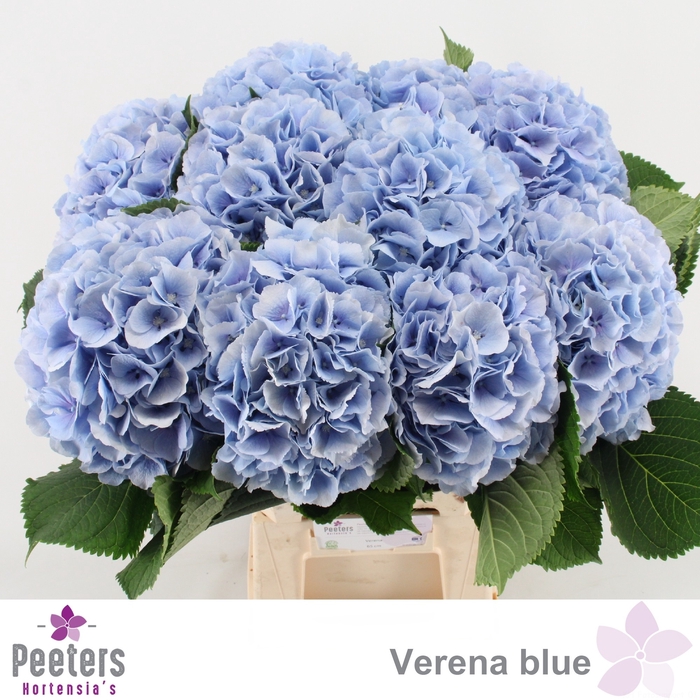 <h4>HYDR M CH VERENA BL</h4>