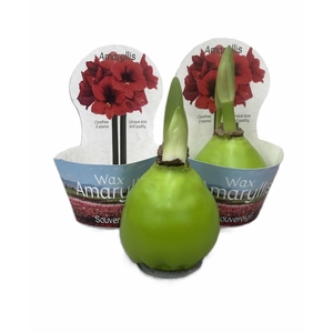 HIPPEASTRUM-HYBRID P14