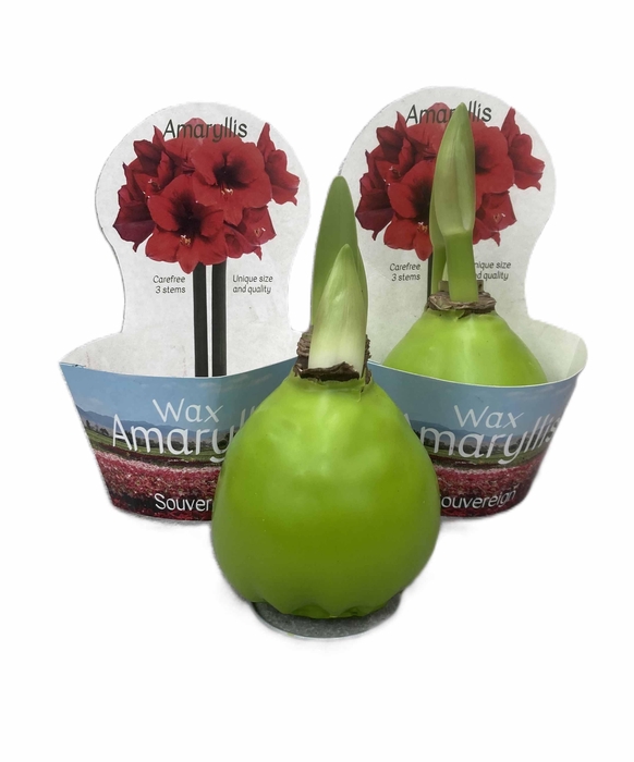 <h4>HIPPEASTRUM-HYBRID P14</h4>