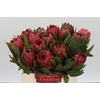 Protea Red Ice
