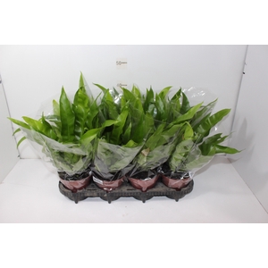 ASPLENIUM OSAKA LISO P14