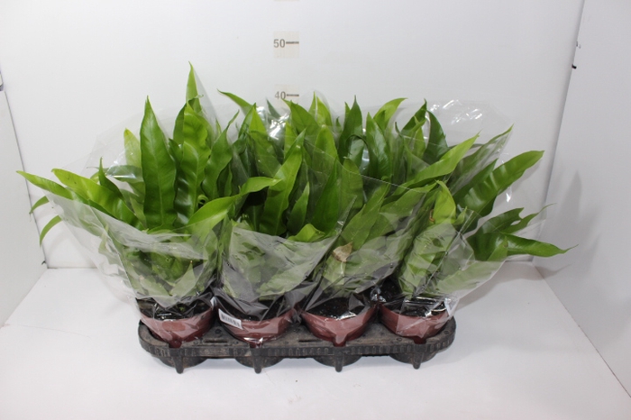 ASPLENIUM OSAKA LISO P14