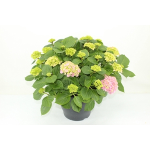 Hydrangea Hi River Pink (Hortensia)