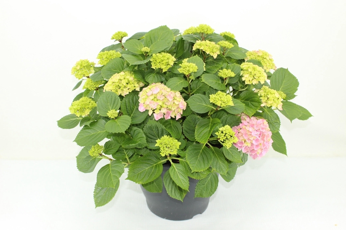 <h4>Hydrangea Hi River Pink (Hortensia)</h4>