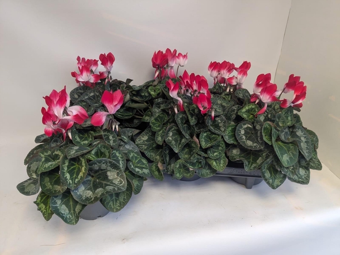 <h4>CYCL MD INDIAKA</h4>