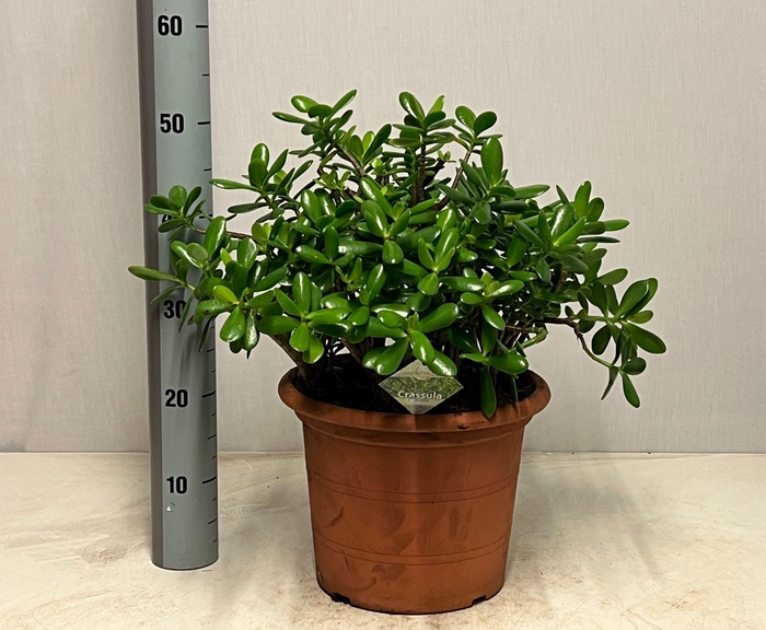 <h4>CRASS OVATA</h4>