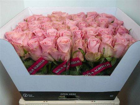 <h4>R Gr Hermosa+</h4>