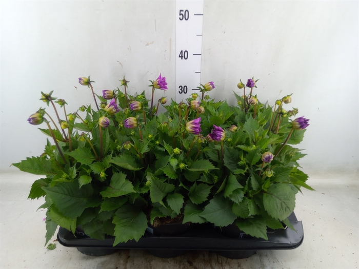 <h4>Dahlia  'Dahlinova Hypnot Lavender'</h4>