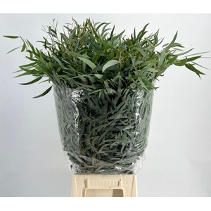 Leaf eucalyptus nicholii per bunch