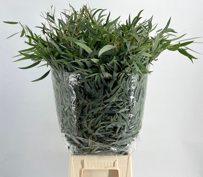 <h4>Leaf eucalyptus nicholii per bunch</h4>